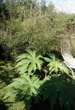 FK2008.09.08.005 Tetrapanax klein.webp