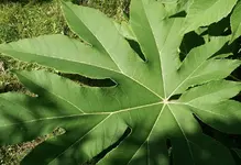 FK2008.09.08.006 Tetrapanax klein.webp