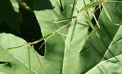 FK2008.09.08.008 Tetrapanax klein.webp