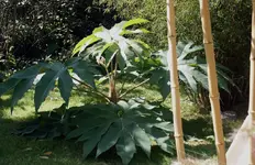 FK2008.09.08.009 Tetrapanax klein.webp