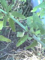 Bild94.webp