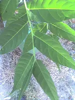 Bild97.webp
