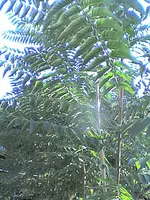 Bild99.webp