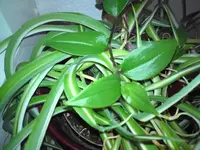 DSC00109_a.webp