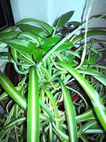 DSC00110_a.webp
