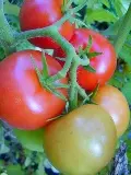 SalattomateWickel-1-1.webp