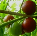 Junifreude-1-1.webp