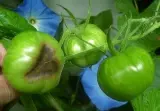 GreenZebra-1.webp