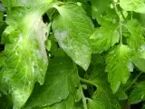 MehltauGreenZebra-1-1.webp