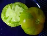 GreenZebra-1-1-1.webp