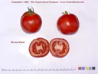 Money Maker.webp