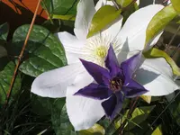 DSC00076.webp