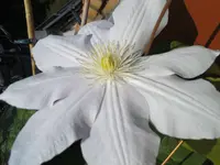 DSC00080.webp