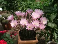 2008_0728Teich0001.webp