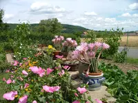 2008_0721Kakteen0031.webp