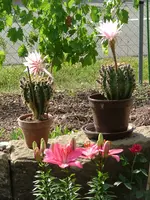 2008_0705Blumen0008.webp