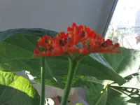 Jatropha2.webp