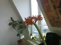 Jatropha-Blüte.webp