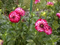Garten im September3 030.webp