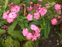Garten im September3 031.webp