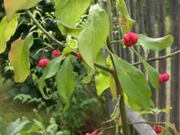 Garten im September3 036.webp