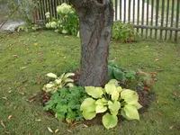 Garten im September3 041.webp