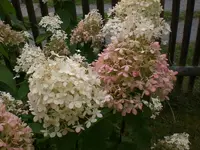 Garten im September3 043.webp
