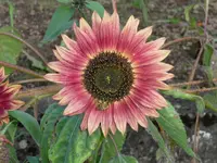 Sonnenblume Schlafplatz.webp