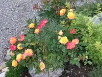 Rosen Dauerblüher.webp