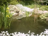 Alter Teich 004.webp