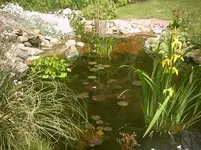 Alter Teich 005.webp