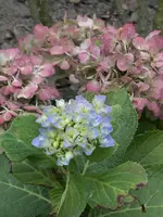 PIC_0191.webp