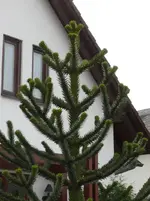 P1020100.webp