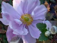 PIC_0181.webp