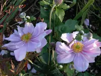 PIC_0183.webp