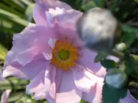 PIC_0184.webp