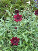 PIC_0186.webp