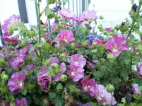 gemischt 1.webp
