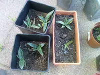 Garten 017.webp