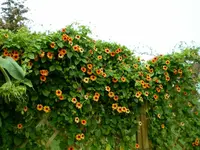 Susanne im Sept..webp