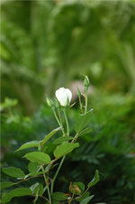 DSC_0048.webp