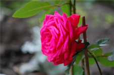 DSC_0035.webp
