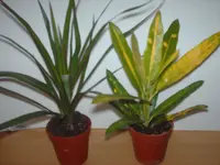 HPIM2975.webp