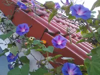 DSC00069.webp