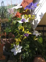 DSC00078.webp