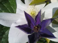 DSC00079.webp