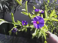 Veilchenbaum1.webp
