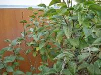 Flieder.webp