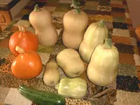 IMAG0081.webp