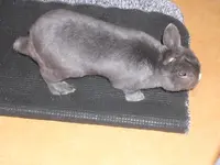Hase 021.webp